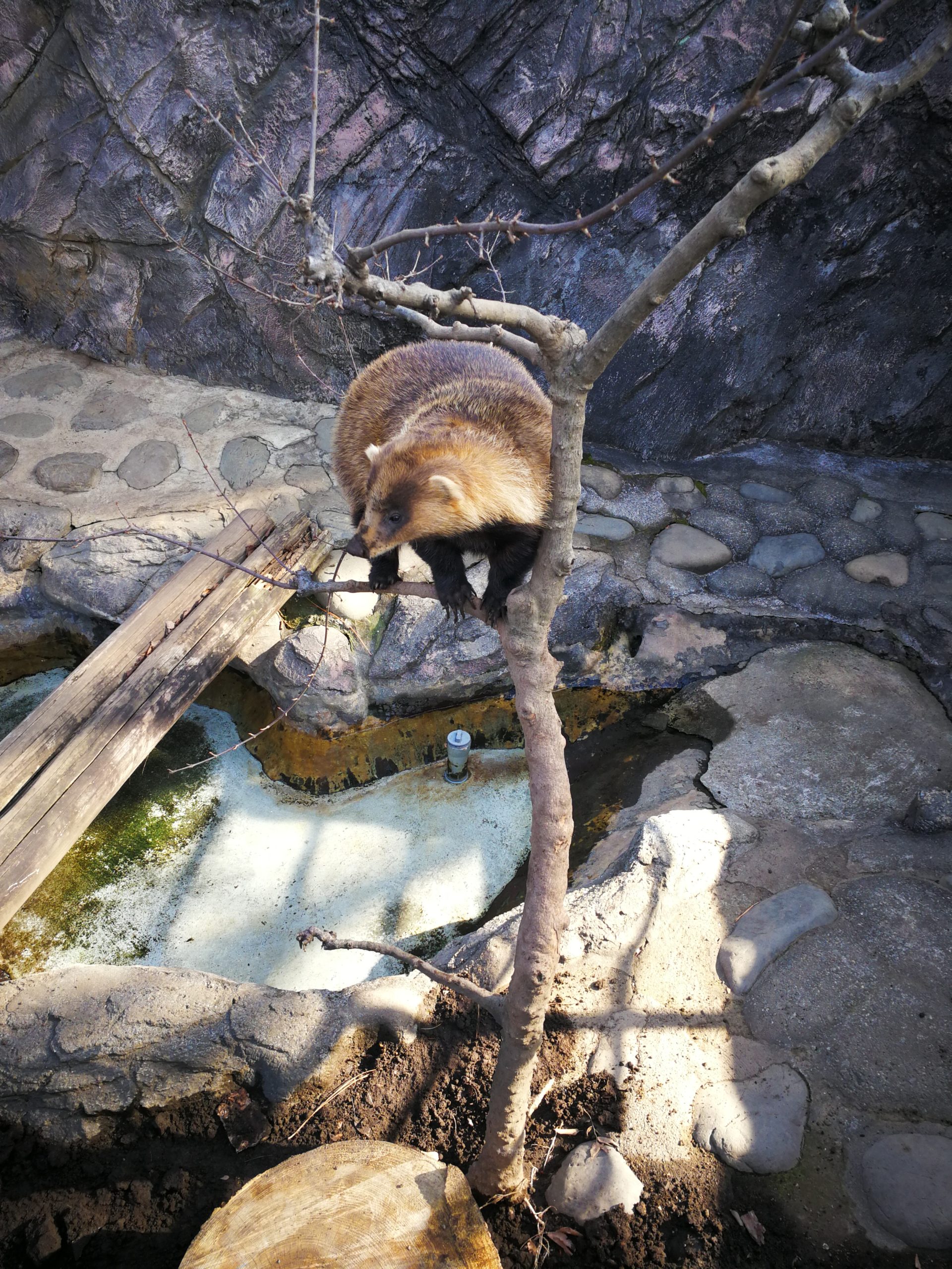 tokyo-zoo-55